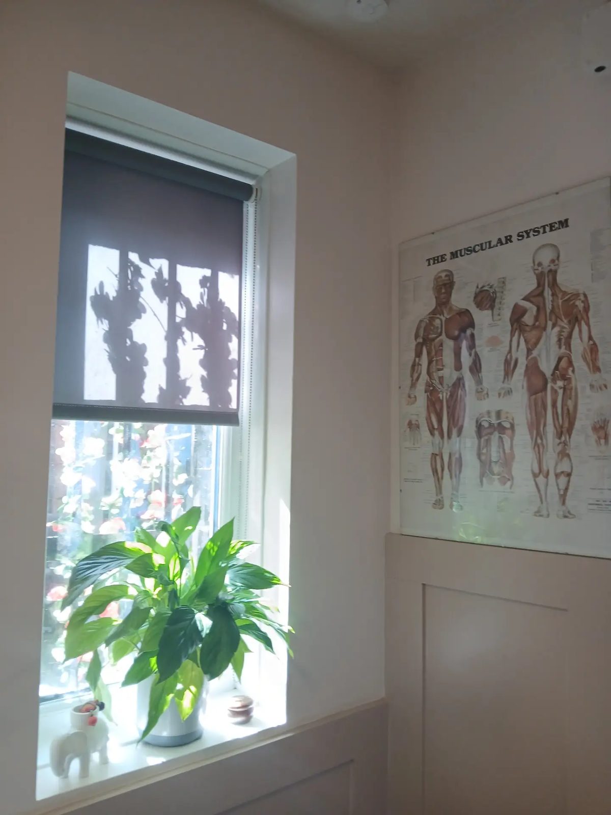 The treatment room window with a peace lily on the sill and a poster of the muscular system on the wall